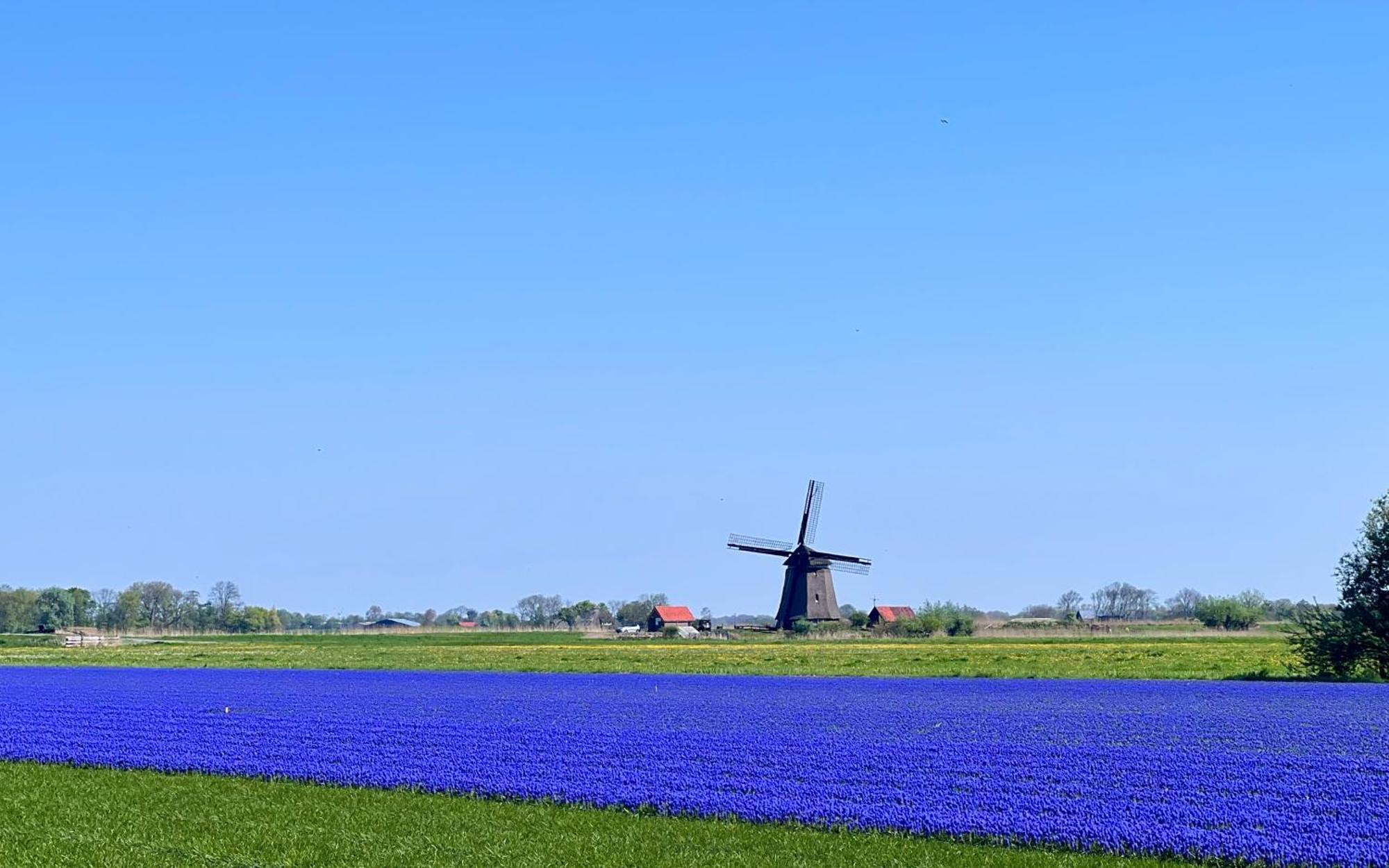 Lodge Het Zomerhuis *